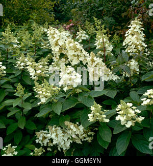 Hydrangea paniculata - `Tardiva'   TRS012773 Stock Photo